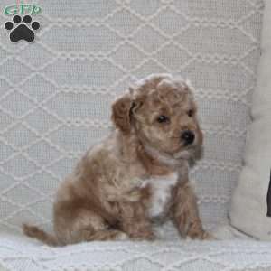Sprig, Maltipoo Puppy